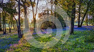 Sunrise in a bluebell wood, Hambledon, Hampshire, UKf