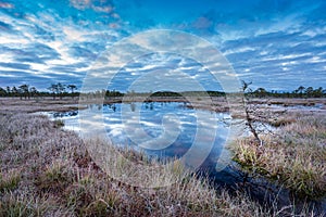 Sunrise in the bog. Icy cold marsh. Frosty ground. Swamp lake and nature.