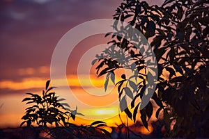 Sunrise and branches