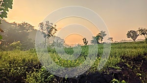 The sunrise brings a beautiful dominance of yellow hues over the farmland at the forest edge.