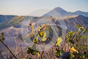 Sunrise at the Bromo Tengger Semeru National Park on the Java Island, Indonesia. View on the Bromo or Gunung Bromo on