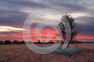Sunrise in the buckwheat field