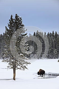 Sunrise Buffalo in Yellowstone Park