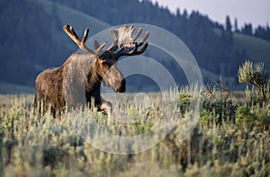 Sunrise bull moose in velvet