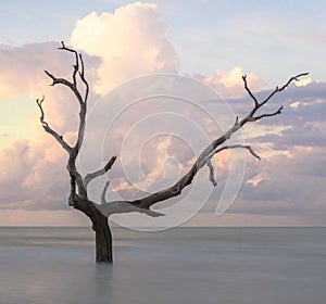 Sunrise on a calm and empty beach with driftwood and reflections