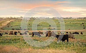 Sunrise on the cattle ranch