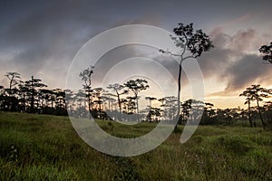 Sunrise cloud twilight sky with grass field and pine tree wood in rain forest background landscape