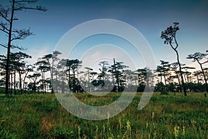 Sunrise cloud twilight sky with grass field and pine tree wood in rain forest background landscape