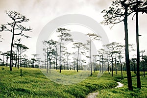 Sunrise cloud twilight sky with grass field and pine tree wood in rain forest background landscape