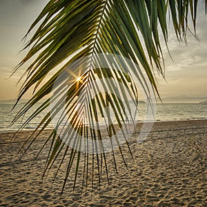 Sunrise with coconut palm leaves on tropical beach background