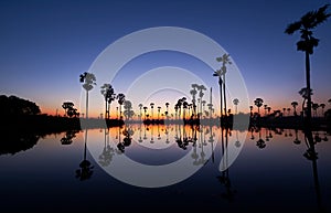 Sunrise at coconut palm tree field