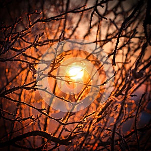 Sunrise on a cold winter morning, branches