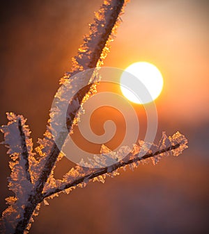 Sunrise on a cold winter morning, branches