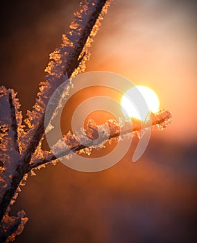 Sunrise on a cold winter morning, branches