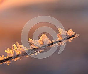 Sunrise on a cold winter morning, branches