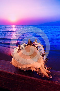 Sunrise conch shell