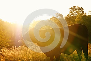 Sunrise and cow grazing in fall grass