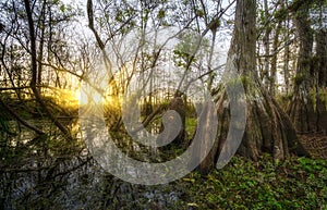 Sunrise Cypress Tree Everglades
