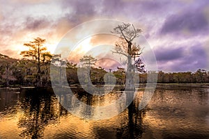 Sunrise with cypress trees in the swamp of the Caddo Lake State Park