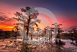 Sunrise with cypress trees in the swamp of the Caddo Lake State Park photo