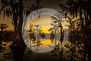 Sunrise with cypress trees in the swamp of the Caddo Lake State Park