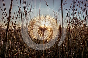 Sunrise through the dandelion.