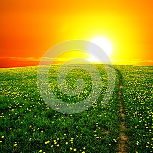 Sunrise on dandelion field