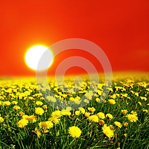 Sunrise on dandelion field