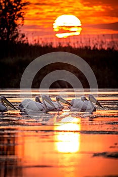 Sunrise in Danube Delta Romania