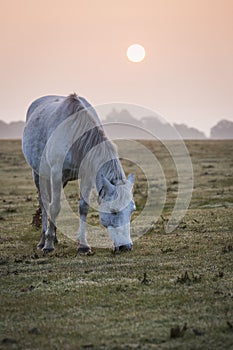 Sunrise dawn in new forest, white horse feeding in misty morning