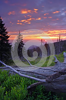 Sunrise in the dead forest