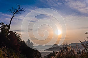 Sunrise and deadtree