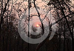 Sunrise in decidous forest of Pench