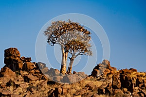 Sunrise in desert landscape of Quiver Tree Forest (Aloe dichotoma)