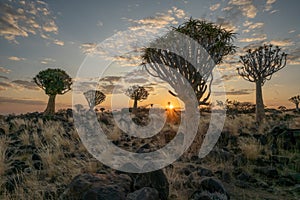 Sunrise in desert landscape of Quiver Tree Forest (Aloe dichotoma)