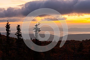 Sunrise at Dolly Sods - Windblown Spruce Trees - Allegheny Mountains - West Virginia