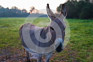 During sunrise, the donkey stands on the green meadow and stares