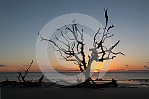 Sunrise on Driftwood Beach, Georgia