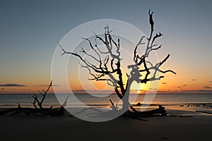 Sunrise on Driftwood Beach, Georgia