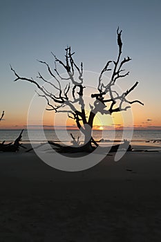 Sunrise on Driftwood Beach, Georgia vertical