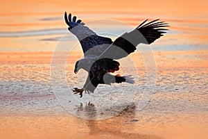 Sunrise with eagle. Hunter in weater. Eagle fight with fish. Winter scene with bird of prey. Big eagle, snow sea. Flight White-tai