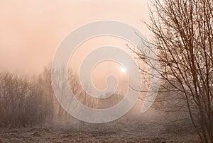 Sunrise in early morning in fog among trees