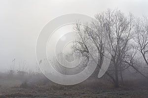 Sunrise in early morning in fog among trees