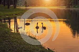 Sunrise in early morning at pang ung lake with swans Cygnus atratus couple swiming in the water