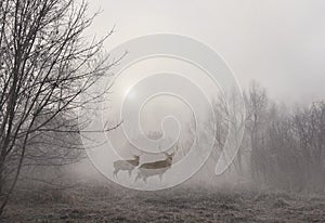 Sunrise in early morning with sika deers in fog among trees. Autumnal landscape