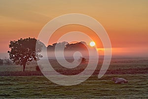 Sunrise on Eiderstedt Peninsula close to Sankt Peter-Ording at North Sea,North Frisia,Germany