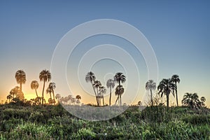 Sunrise on El Palmar National Park, Argentina