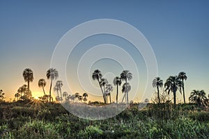 Sunrise on El Palmar National Park, Argentina