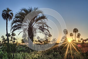 Sunrise on El Palmar National Park, Argentina photo