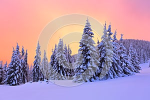 Sunrise enlightens sky, mountain and trees standing in snowdrifts covered by frozen snow with yellow shine.